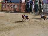 Golden Rabbit European Sandtrack-Derby Th. Ernst (161)